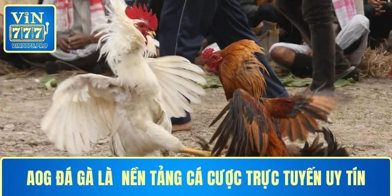 AOG ĐÁ GÀ – CUỘC CHƠI ĐỈNH CAO CỦA NHỮNG CHIẾN KÊ BẤT BẠI 2 AOG đá gà là một trong những nền tảng trực tuyến uy tín
