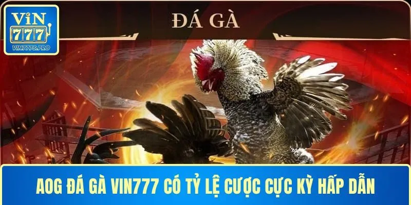 AOG ĐÁ GÀ – CUỘC CHƠI ĐỈNH CAO CỦA NHỮNG CHIẾN KÊ BẤT BẠI 4 AOG đá gà tại VIN777 có tỷ lệ cược cực kỳ hấp dẫn
