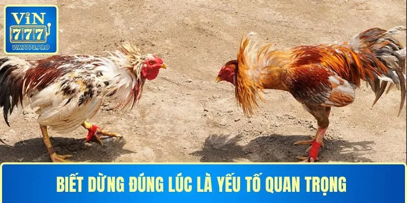Biết dừng đúng lúc là yếu tố quan trọng khi tham gia WS168 đá gà