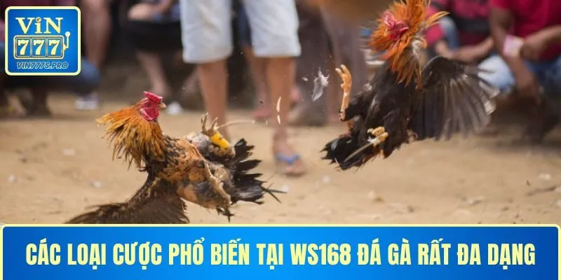 Các loại cược phổ biến tại WS168 đá gà rất đa dạng