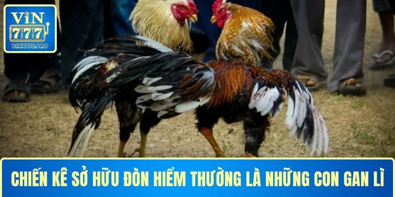 NHỮNG ĐÒN ĐÁ HIỂM CỦA GÀ CHỌI VIN777 KHIẾN ĐỐI THỦ GỤC NGAY 3 Chiến kê sở hữu đòn hiểm thường gan lì, không chùn bước