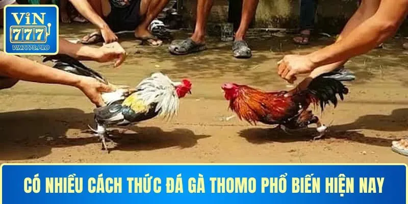 Có nhiều cách thức đá gà Thomo phổ biến hiện nay