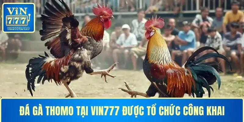 Đá gà Thomo được tổ chức công khai, có sự quản lý của chính quyền