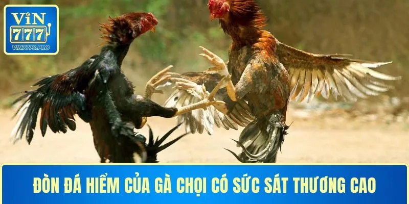 NHỮNG ĐÒN ĐÁ HIỂM CỦA GÀ CHỌI VIN777 KHIẾN ĐỐI THỦ GỤC NGAY 2 Đòn đá hiểm của gà chọi là các thế đánh có sát thương cao