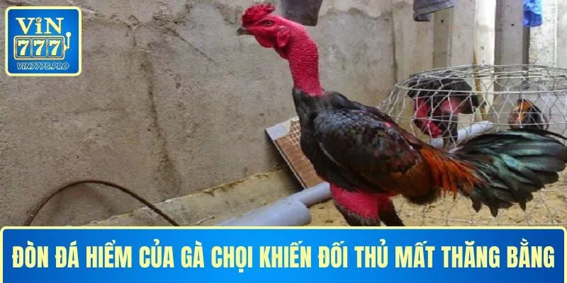 NHỮNG ĐÒN ĐÁ HIỂM CỦA GÀ CHỌI VIN777 KHIẾN ĐỐI THỦ GỤC NGAY 4 Những đòn đá hiểm của gà chọi khiến đối thủ bị mất thăng bằng
