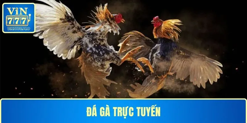 VIN777 - Đăng Ký VIN777 Nhận Ngay Quà Tặng Trị Giá 777k 31 Đá gà trực tuyến hấp dẫn tại nền tảng