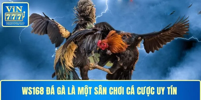WS168 đá gà là một sân chơi cá cược uy tín nhất hiện nay